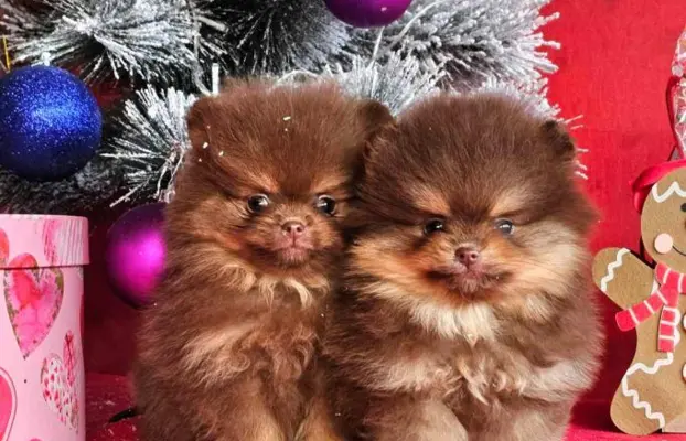 Szpic pomerański Boo – szczenięta CHOCOLATE & TAN NOWO 1