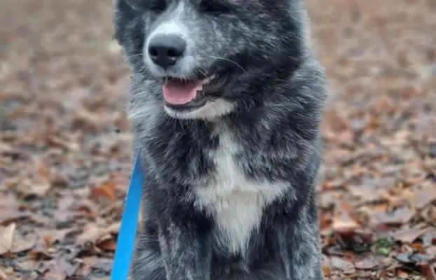 Akita - pręgowane szczenię na sprzedaż ZKWP / FCI 2