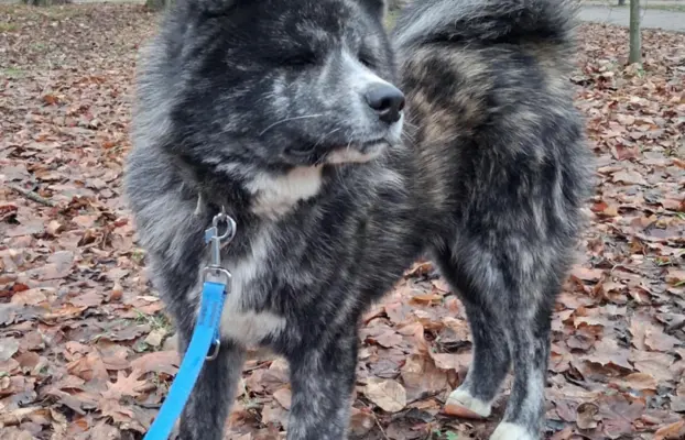 Akita - pręgowane szczenię na sprzedaż ZKWP / FCI 1