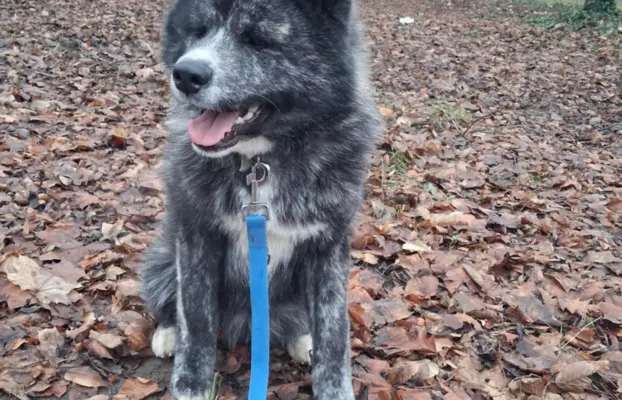 Akita - pręgowane szczenię na sprzedaż ZKWP / FCI 3