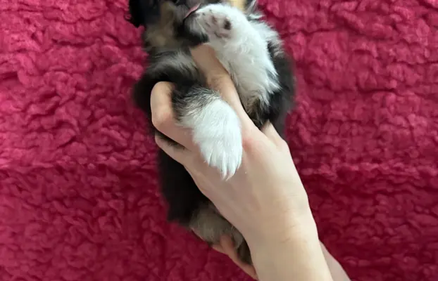 Owczarek szetlandzki ZKwP FCI suczka tricolor 1