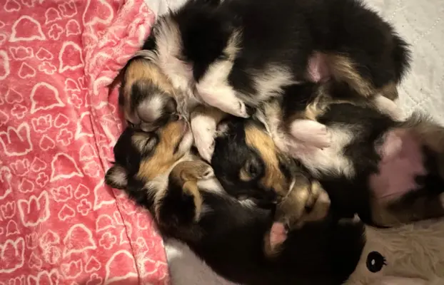 Owczarek szetlandzki ZKwP FCI suczka tricolor 9