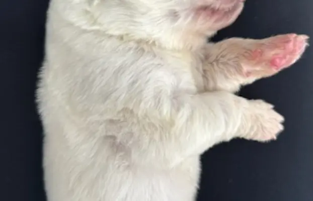 Polski owczarek Podhalański Zkwp Łódzkie szczeniak Piesek 2