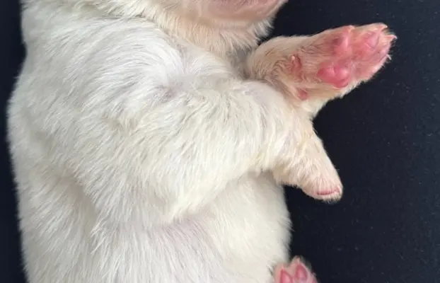 Polski owczarek Podhalański Zkwp Łódzkie szczeniak Piesek 3