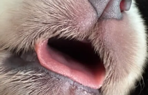 Polski owczarek Podhalański Zkwp Łódzkie szczeniak Piesek 4