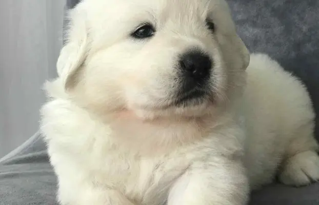 Polski owczarek Podhalański szczeniak Zkwp woj Łódzkie REZER 2