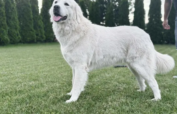 Polski owczarek Podhalański szczeniak Zkwp woj Łódzkie REZER 8