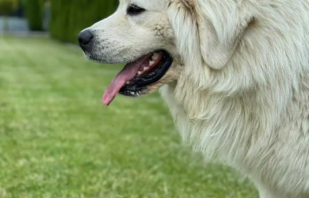 Polski owczarek Podhalański szczeniak Zkwp woj Łódzkie REZER 4