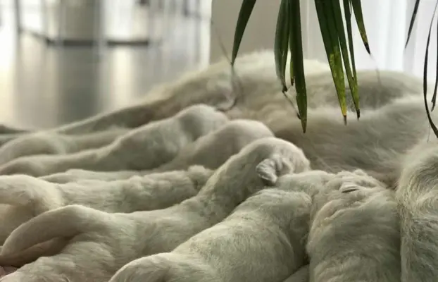 Polski owczarek Podhalański szczeniak Zkwp woj Łódzkie REZER 1