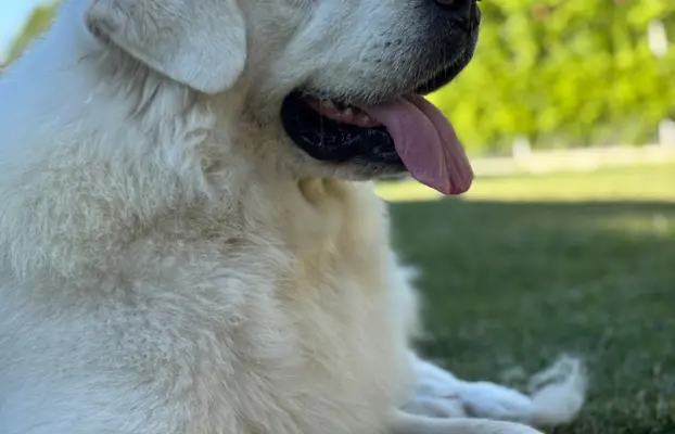 Polski owczarek Podhalański szczeniak Zkwp woj Łódzkie REZER 7