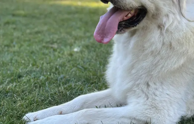 Polski owczarek Podhalański szczeniak Zkwp woj Łódzkie REZER 6