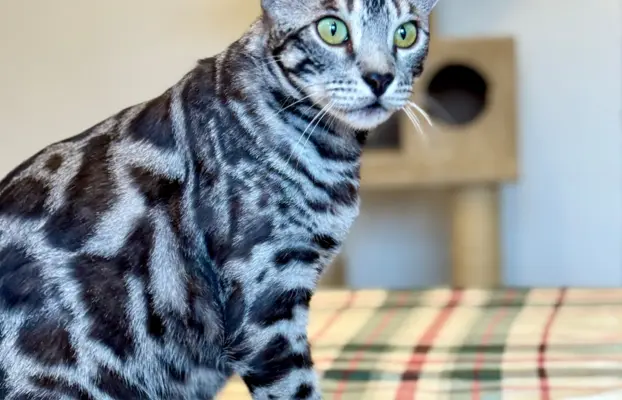 Srebrne kocięta bengalskie GLITTER 7