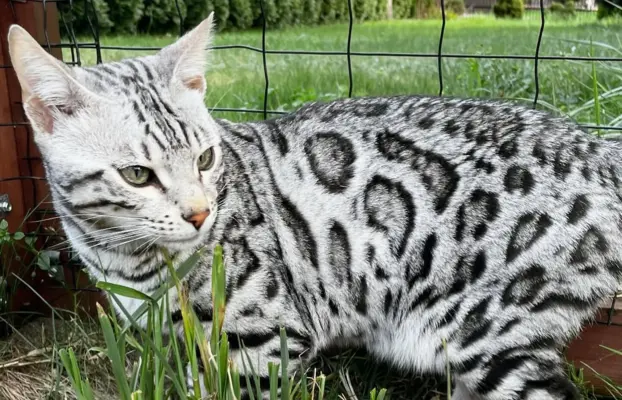 Srebrne kocięta bengalskie GLITTER 8