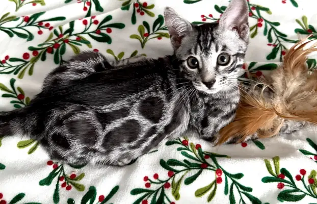 Srebrne kocięta bengalskie GLITTER 5