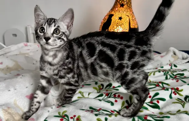 Srebrne kocięta bengalskie GLITTER 4