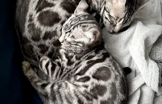 Srebrne kocięta bengalskie GLITTER 3