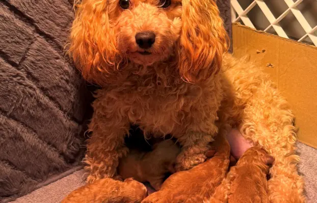 Maltipoo F1B Poznań 1