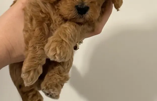 Maltipoo F1B Poznań 2