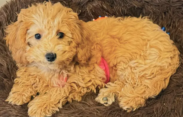 Maltipoo F1B Poznań 3