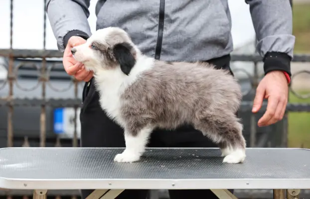 Border Collie – szczenięta 1