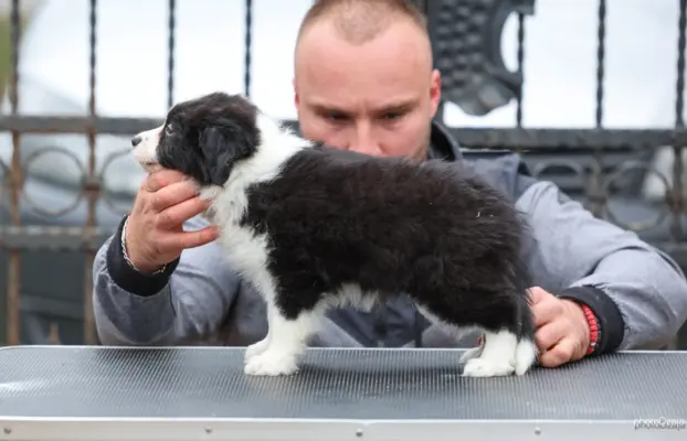 Border Collie – szczenięta 2