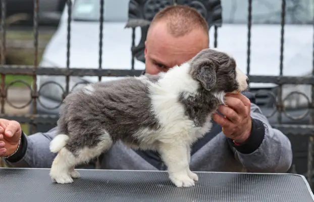 Border Collie – szczenięta 3