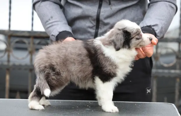 Border Collie – szczenięta 4