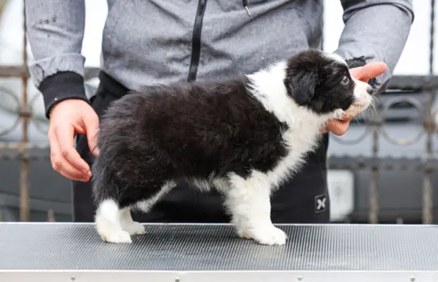 Border Collie – szczenięta 5