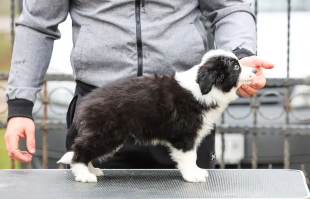 Border Collie – szczenięta 6
