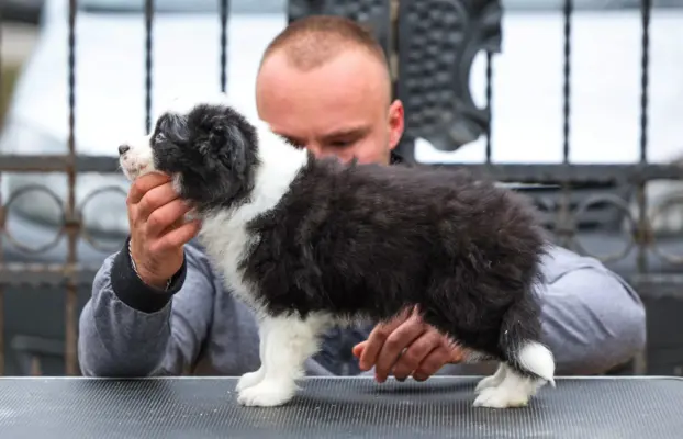Border Collie – szczenięta 7