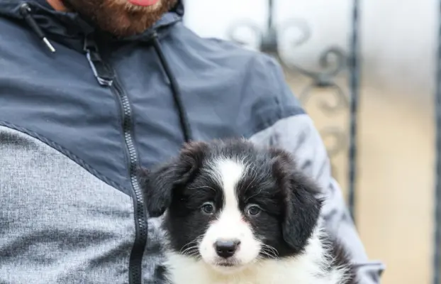 Border Collie – szczenięta 8