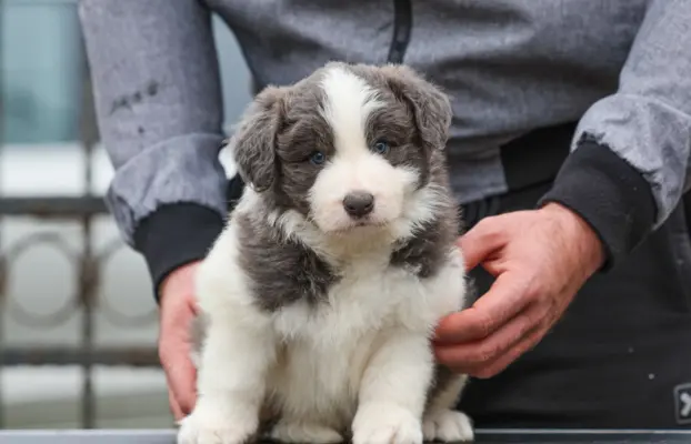 Border Collie – szczenięta 9