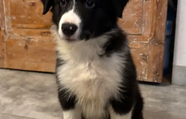 Border collie sunia i piesek. Gotowe do odbioru. 2