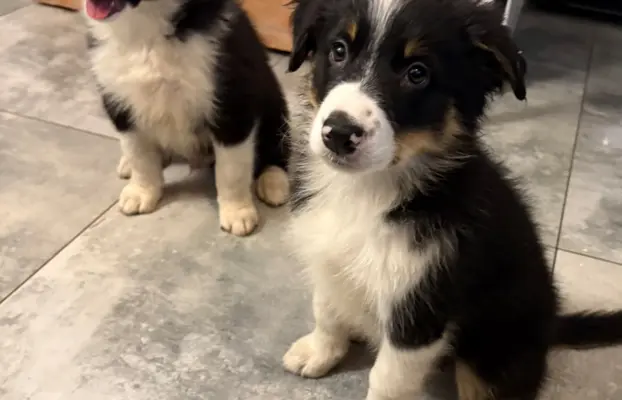 Border collie sunia i piesek. Gotowe do odbioru. 3