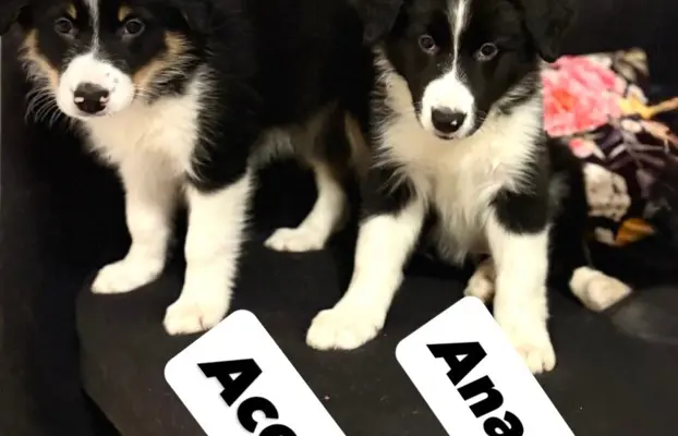 Border collie sunia i piesek. Gotowe do odbioru. 4