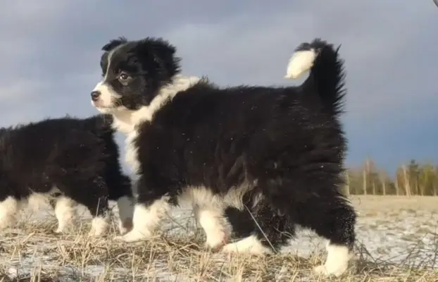 Rasowa Suczka BORDER COLLIE z Hodowli - Szczenię z pełną dok 2