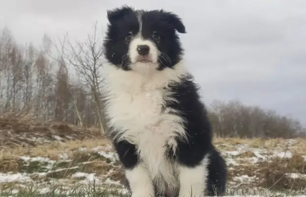 Rasowa Suczka BORDER COLLIE z Hodowli - Szczenię z pełną dok 3