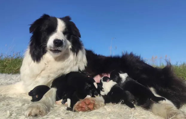 Rasowa Suczka BORDER COLLIE z Hodowli - Szczenię z pełną dok 5