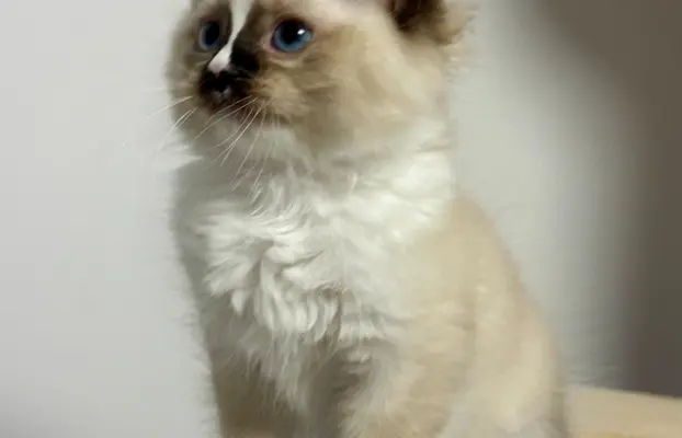 Kocięta Ragdoll - rodowód FPL, kastracja w hodowli 2