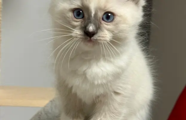 Kocięta Ragdoll - rodowód FPL, kastracja w hodowli 3