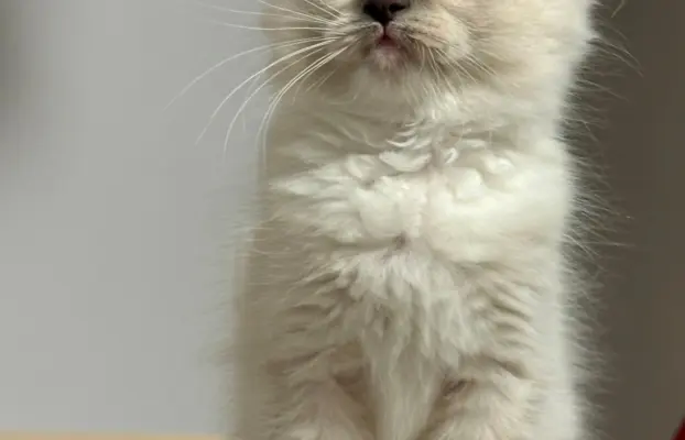 Kocięta Ragdoll - rodowód FPL, kastracja w hodowli 4