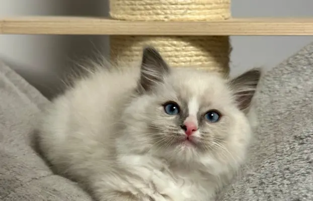 Kocięta Ragdoll - rodowód FPL, kastracja w hodowli 5