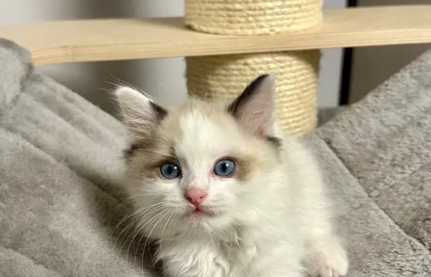 Kocięta Ragdoll - rodowód FPL, kastracja w hodowli 7