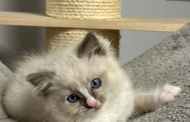 Kocięta Ragdoll - rodowód FPL, kastracja w hodowli 6