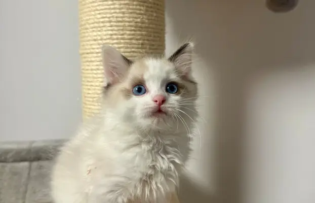 Kocięta Ragdoll - rodowód FPL, kastracja w hodowli 8