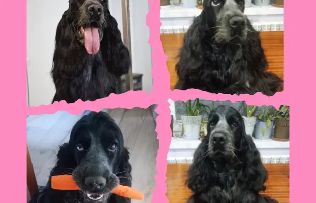 Zapowiedź miotu Cocker spaniel angielski 2