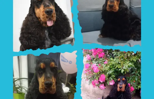 Zapowiedź miotu Cocker spaniel angielski 3