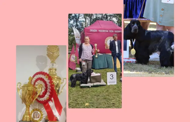 Zapowiedź miotu Cocker spaniel angielski 4