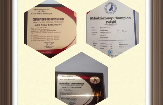 Zapowiedź miotu Cocker spaniel angielski 6