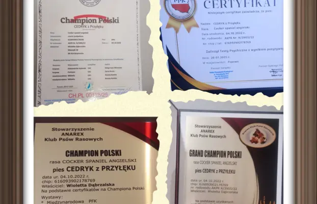 Zapowiedź miotu Cocker spaniel angielski 7